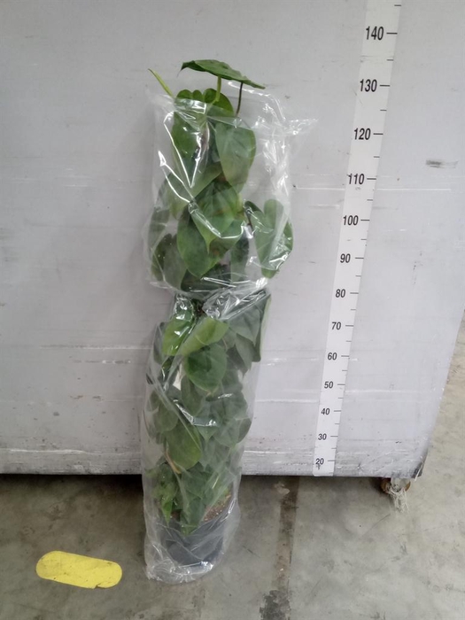 <h4>Philodendron scand.</h4>