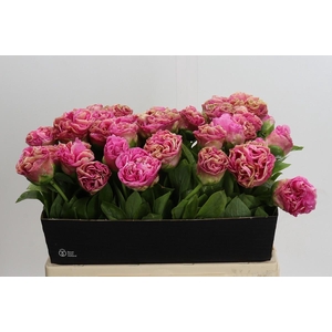 Paeonia Carnation Bouquet