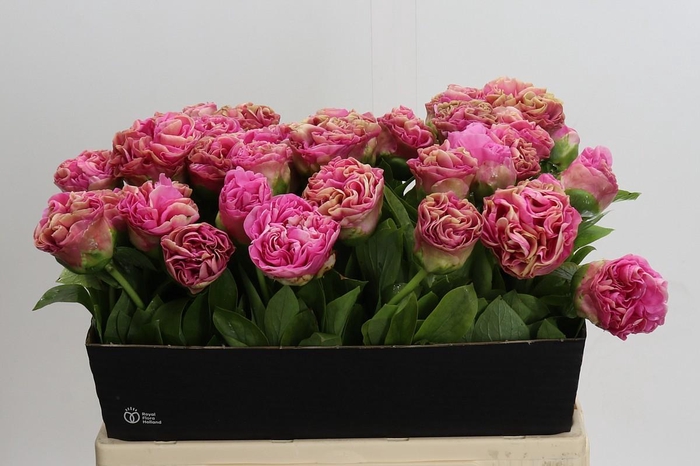 <h4>Paeonia Carnation Bouquet</h4>