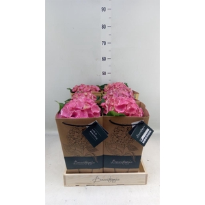 Hydrangea mac.   ...