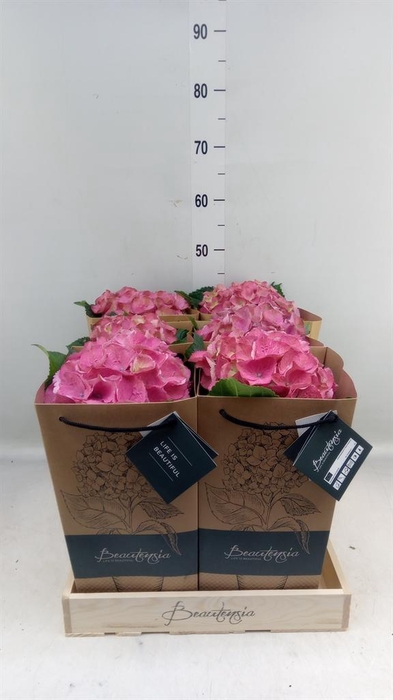 <h4>Hydrangea mac.   ...</h4>