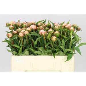 Paeonia Alertie