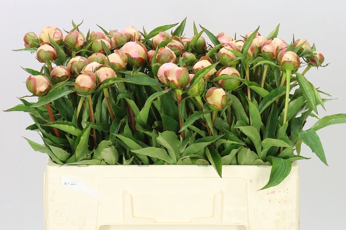 <h4>Paeonia Alertie</h4>