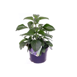 Salvia Mystic Spires Blue