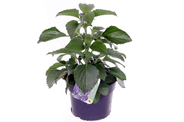 <h4>Salvia Mystic Spires Blue</h4>