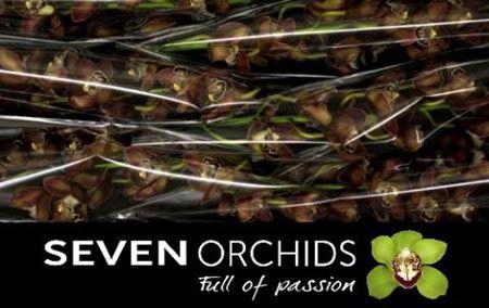 <h4>Cymb T Chocobeer</h4>