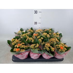 Kalanchoe blos. 'Calandiva Hawn'