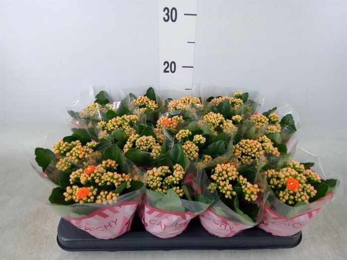 <h4>Kalanchoe blos. 'Calandiva Hawn'</h4>