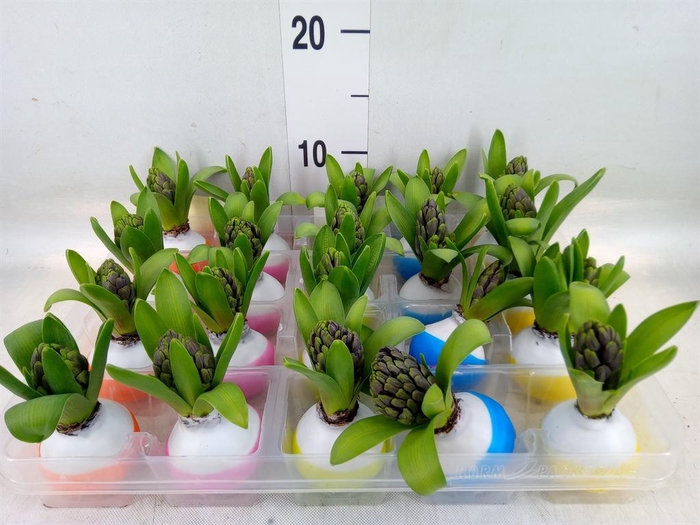 <h4>Hyacinthus orie.   ...waxed L%</h4>