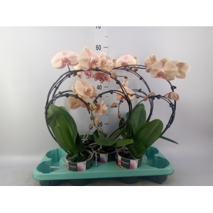 Phalaenopsis multi.   ...