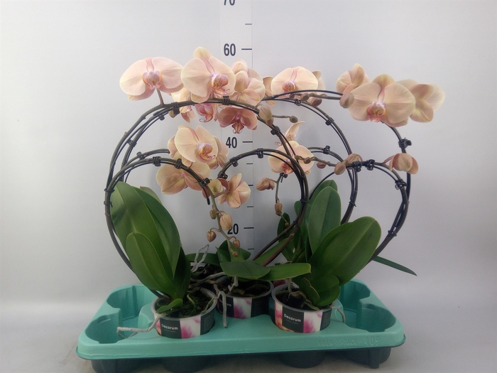 <h4>Phalaenopsis multi.   ...</h4>