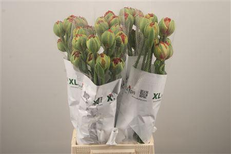 <h4>Tu Fr Fr Bruno</h4>