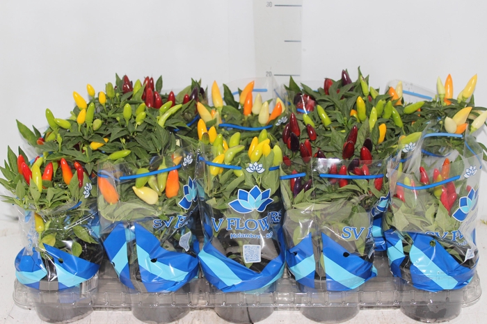 <h4>PIMENTA P11</h4>