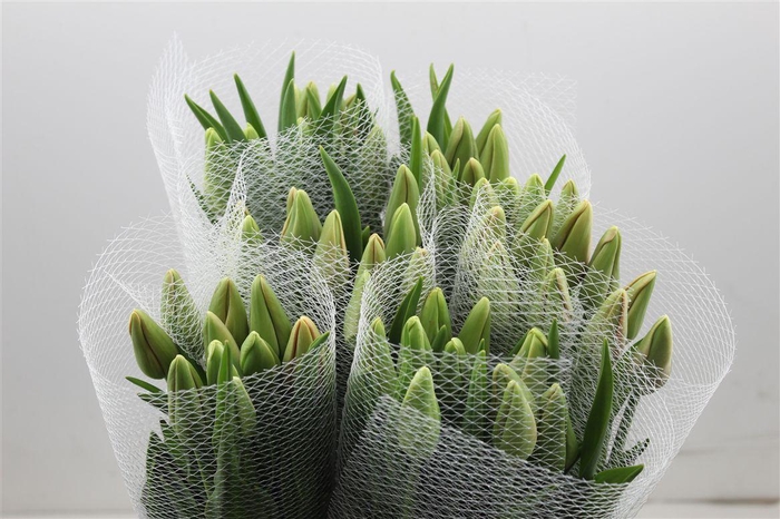 <h4>Tu Fr En Menton</h4>