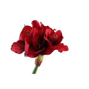 Amaryllis Red