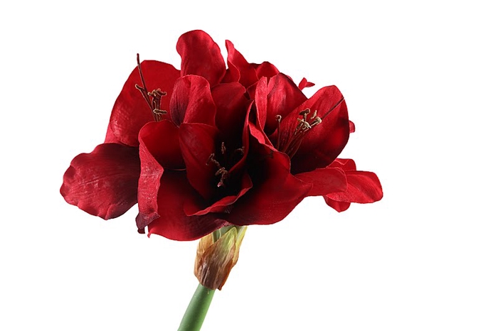 <h4>Amaryllis Red</h4>