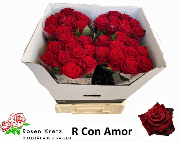 <h4>R GR CON AMORE</h4>