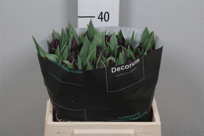 <h4>Tu En Nightshade</h4>