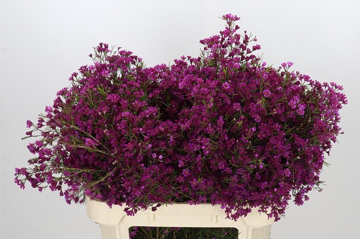 <h4>Chamelaucium Purple Rain</h4>