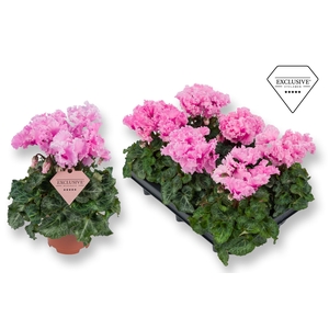 Cyclamen Exclusive® Merengue Roze
