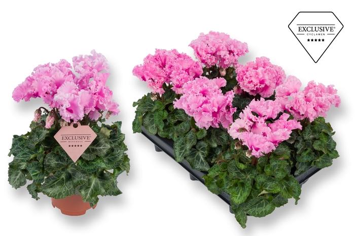 <h4>Cyclamen Exclusive® Merengue Roze</h4>