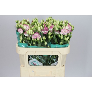 Eust Du Croma Bridal Kiss