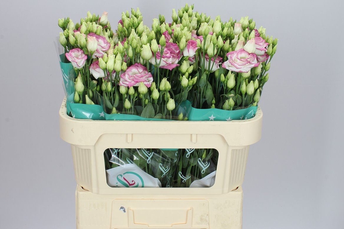 <h4>Eust Du Croma Bridal Kiss</h4>
