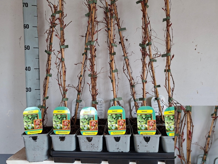 <h4>PARTH T VEITCHII</h4>