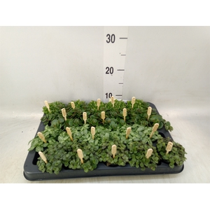 Planten  ..mix