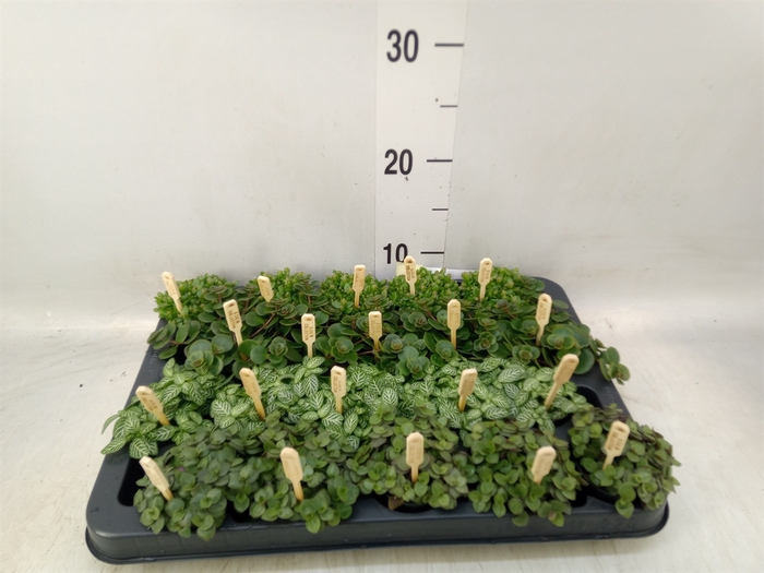<h4>Planten  ..mix</h4>