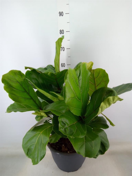 <h4>Ficus lyrata</h4>