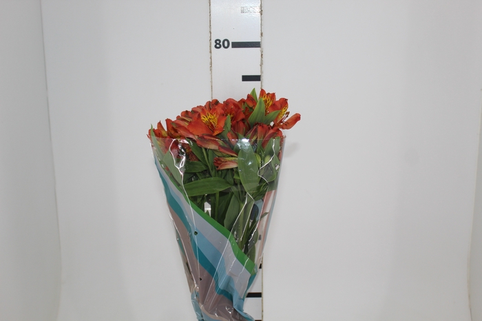 <h4>ALSTROEMERIA CINNAMON 070 CM</h4>