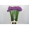 Allium Gladiator