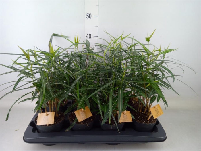 <h4>Brachychiton   ...</h4>