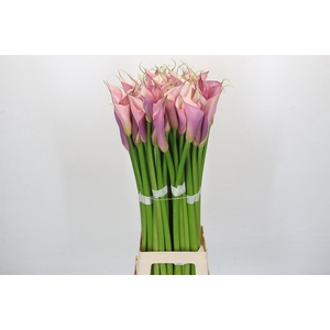 Zantedeschia Eydolls Purple Pink