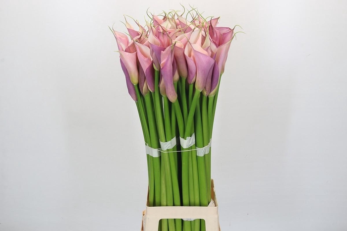 Zantedeschia Eydolls Purple Pink