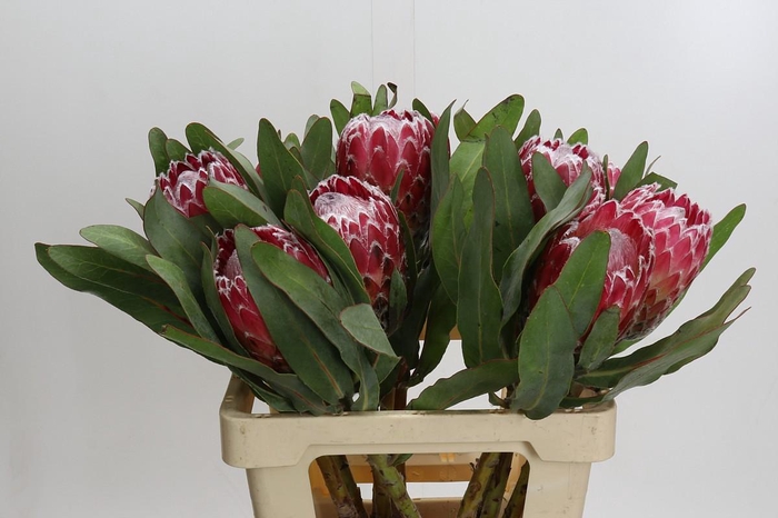 <h4>Protea Empress</h4>