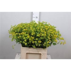Bupleurum Rotundifol