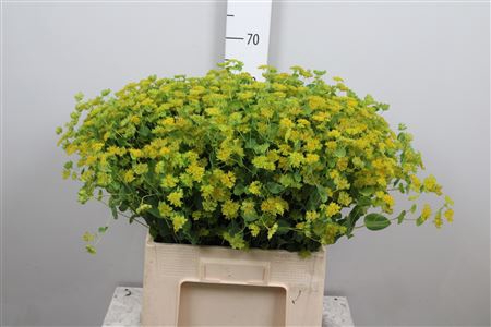 <h4>Bupleurum Rotundifol</h4>