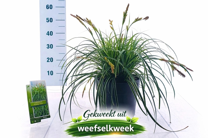 <h4>CARE OSHIMENSIS</h4>