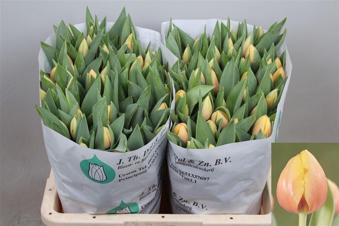 <h4>Tu En Marit</h4>