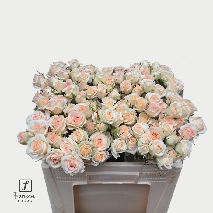 <h4>R TR PINKY PROMISE</h4>