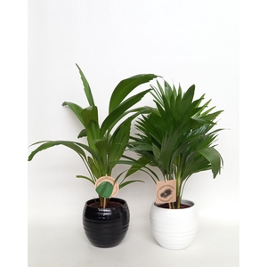 Luxe palm mix in handmade bol pot 15.5 cm zwart/wit keramiek