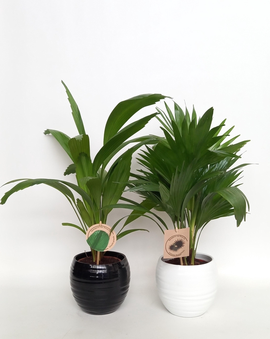 <h4>Luxe palm mix in handmade bol pot 15.5 cm zwart/wit keramiek</h4>