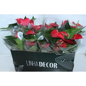 ANTHURIUM VARIADO P15