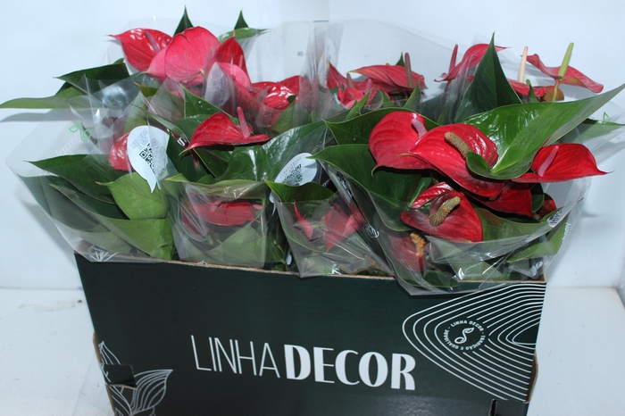 ANTHURIUM VARIADO P15