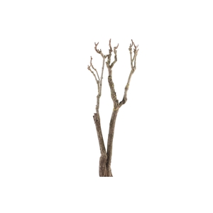 Syringa Branch Super Torelli