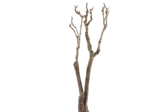 <h4>Syringa Branch Super Torelli</h4>