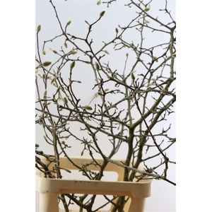 Magnolia Grandiflora Grillig White 150cm P Stem X5