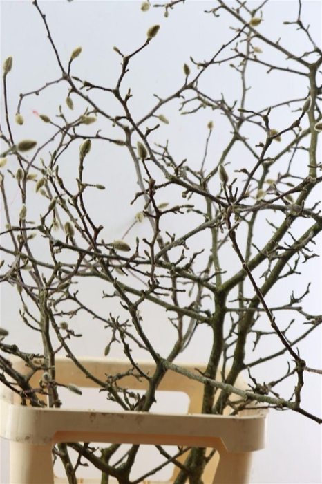 Magnolia Grandiflora Grillig 150cm P Stem X5